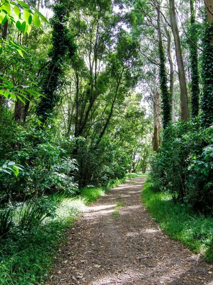 66 Duddings Line Tauwharenikau_12