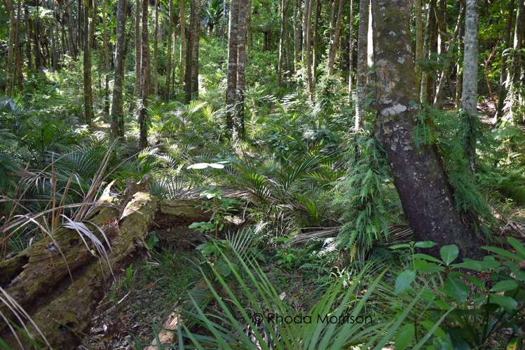 435 Heatley Road Whakapirau_29