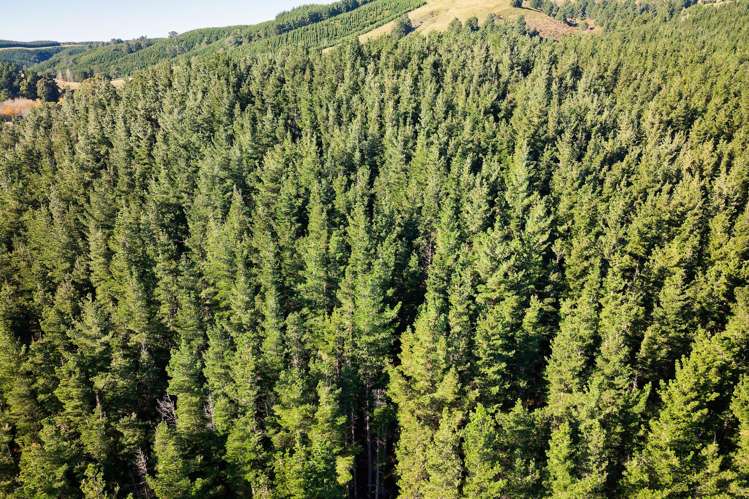 8P Davaar Road Greta Valley_8