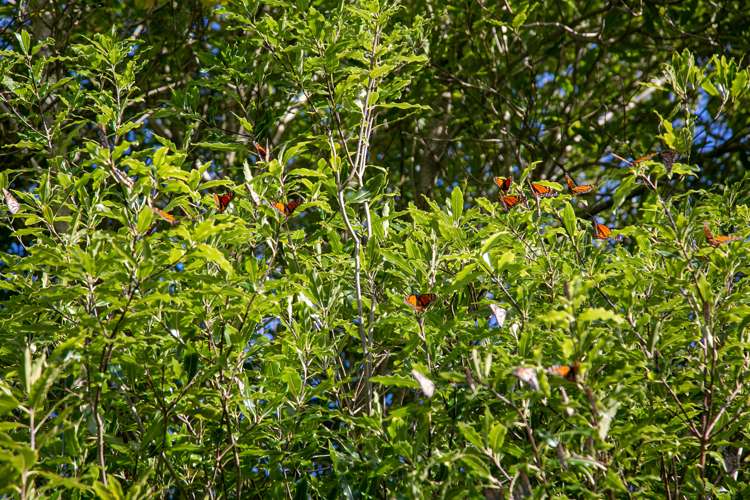 261 Shakespeare Street Leamington_21