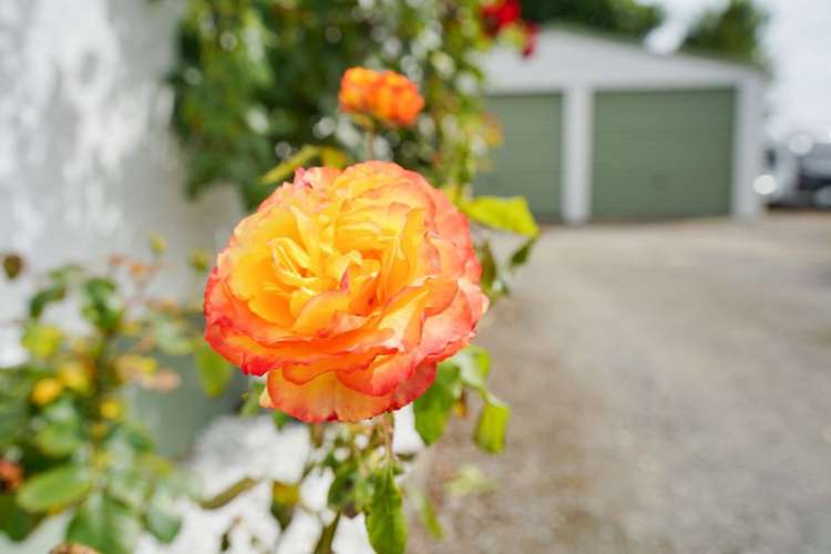 22 Kakapo Street Waikiwi_26