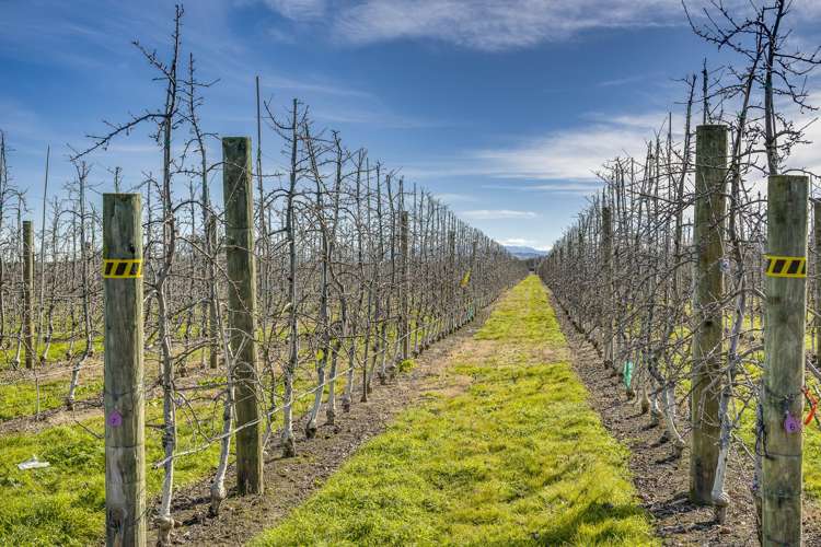 Kiwi Crunch Orchard Portfolio Twyford_10