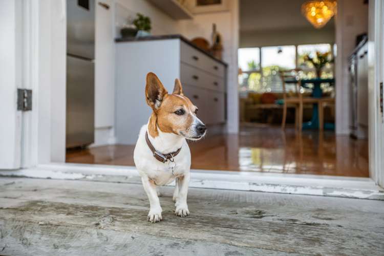 45 Canal Road Avondale_13