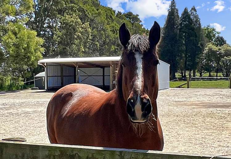 97f Poplar Lane Edgecumbe_13