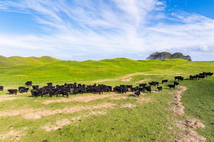 Pinaki Road Dargaville_5