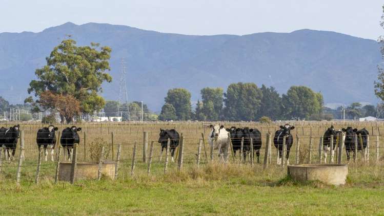 Cross Line Greytown_17