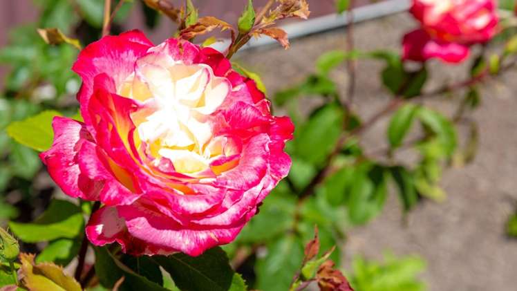 16 Landsdowne Terrace Cashmere_30