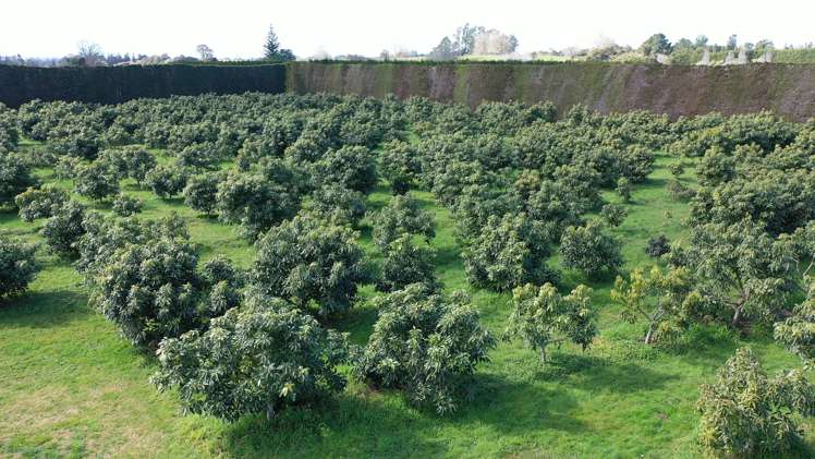 328 Maungarangi Road Paengaroa_5