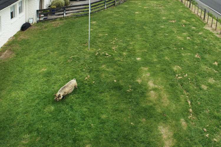 118 Gelling Road Ararimu_29