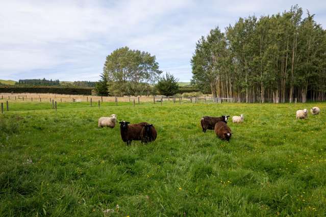 657 Domett Road Domett_3