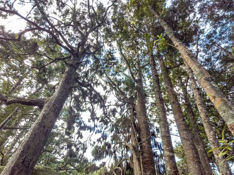 105 Bodhisattva Road Waitoki_26