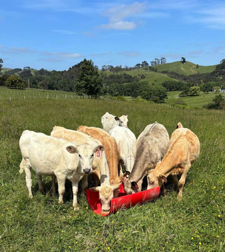 1100 West Coast Road Ahuroa_17