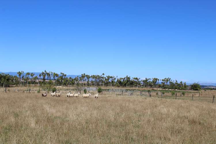 215 Fergusson Road Halcombe_16