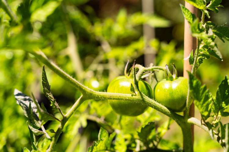 70 Jack Boyd Drive Mangawhai Heads_16