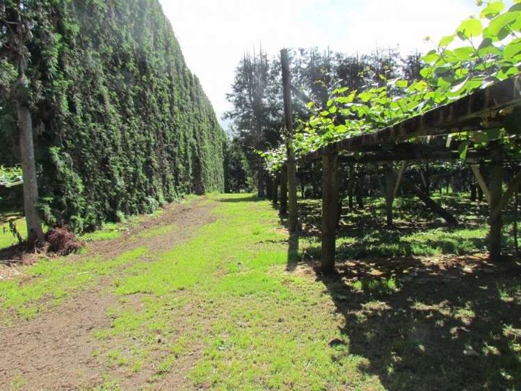 81 Ruahihi Road Kaimai_7