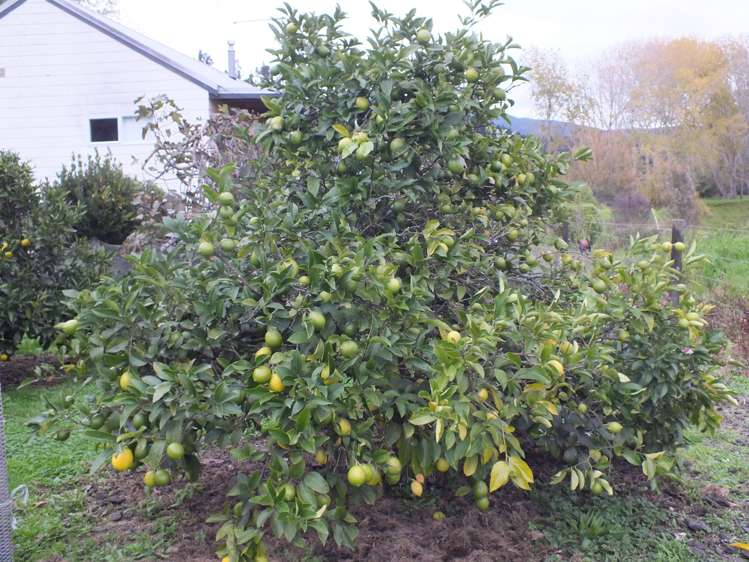 1884 Tangowahine Valley Road Dargaville Surrounds_14