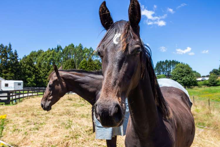 195 Jackson Road Hamurana_20