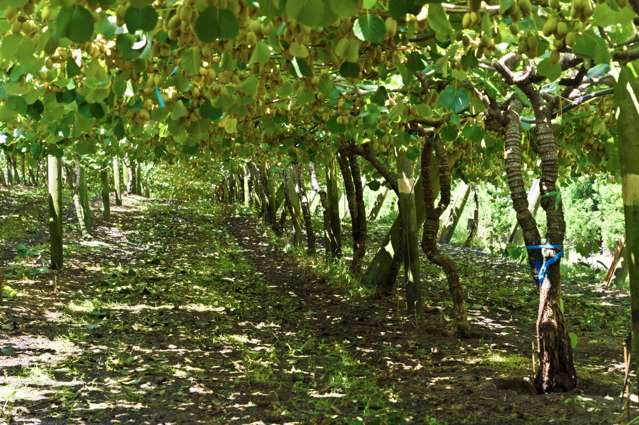 80 Roydon Downs Road Paengaroa_4