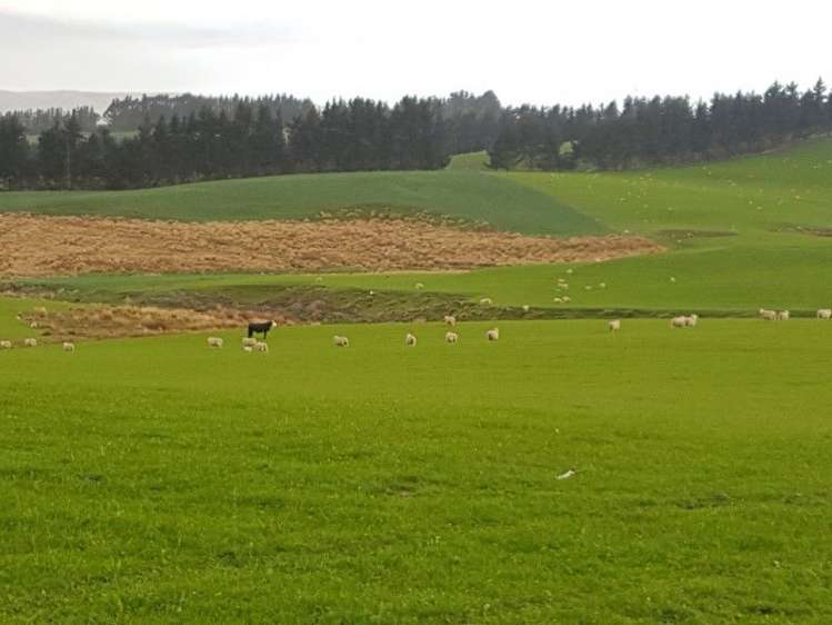 1680 Mahinerangi Road Waipori_33