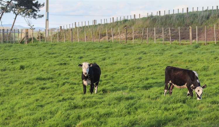 91 Churchill Road Rangiriri_41