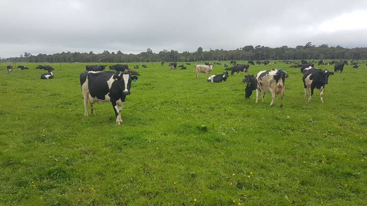 341 Puniho Road Newall_13