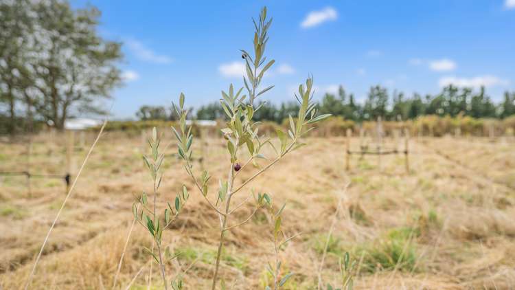 78 Bruces Road Sefton_7