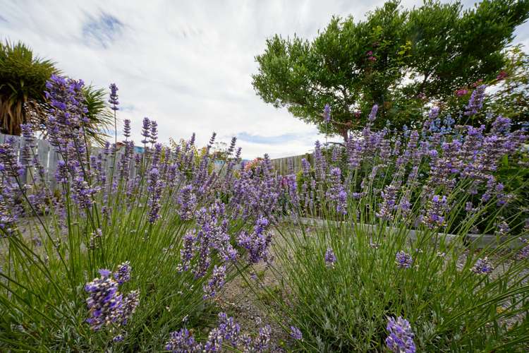 219 Beach Road Kaikoura_41