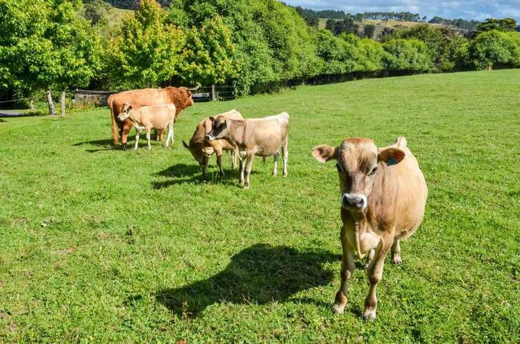 273 Forestry Road Waitoki_62