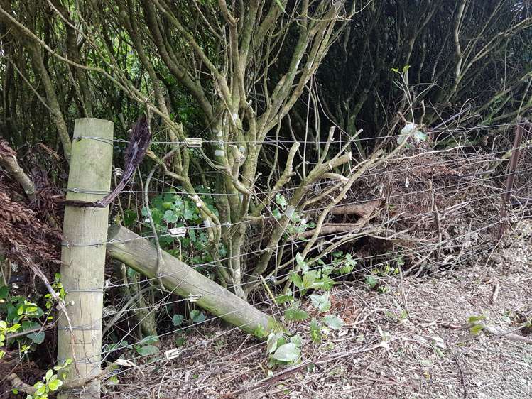 308 Normandale Road Normandale_7