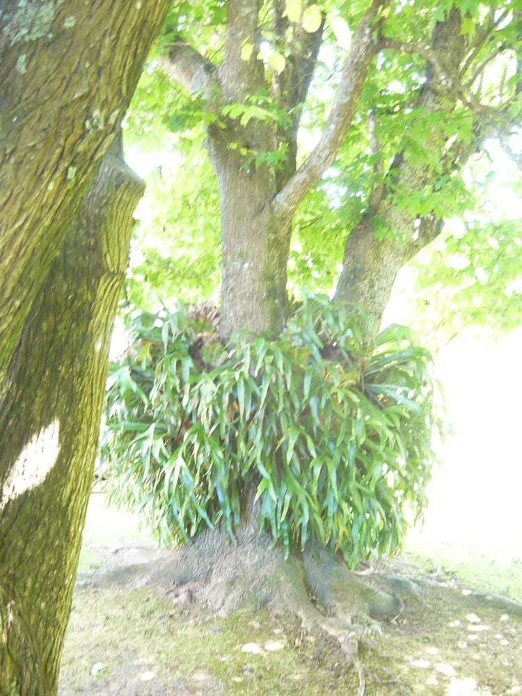 50 Golf Road New Lynn_13