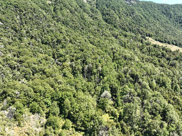 Tutaki Road South Murchison_11