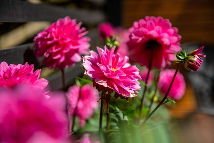 25 Patanga Crescent Thorndon_15