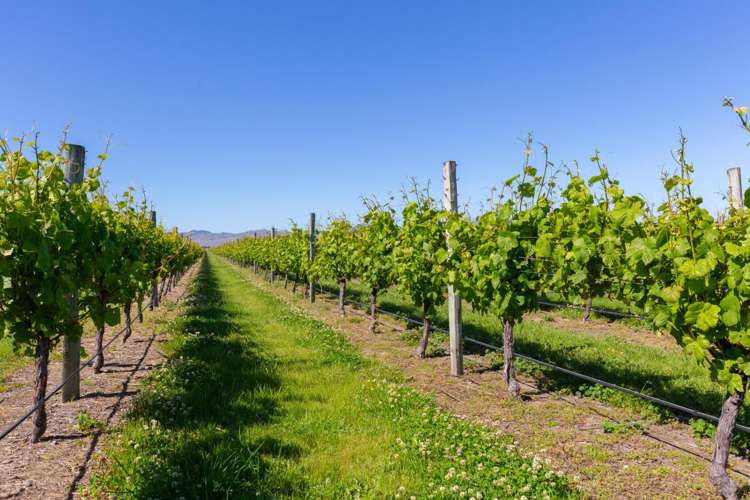 263 Chaytors Road Spring Creek_6