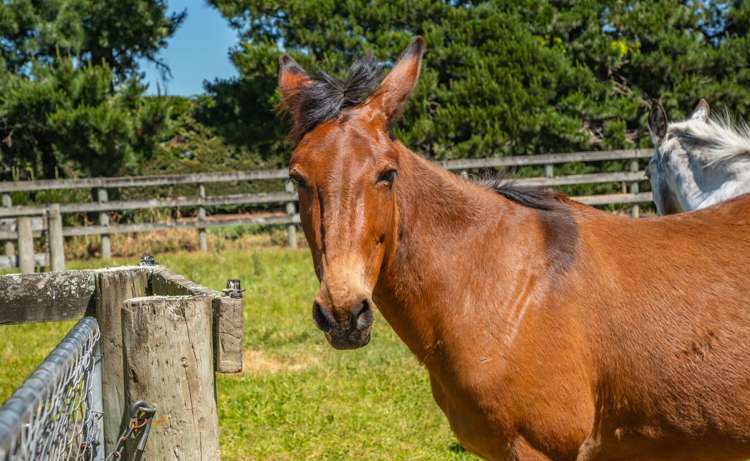 631 Burnham School Road Burnham_59