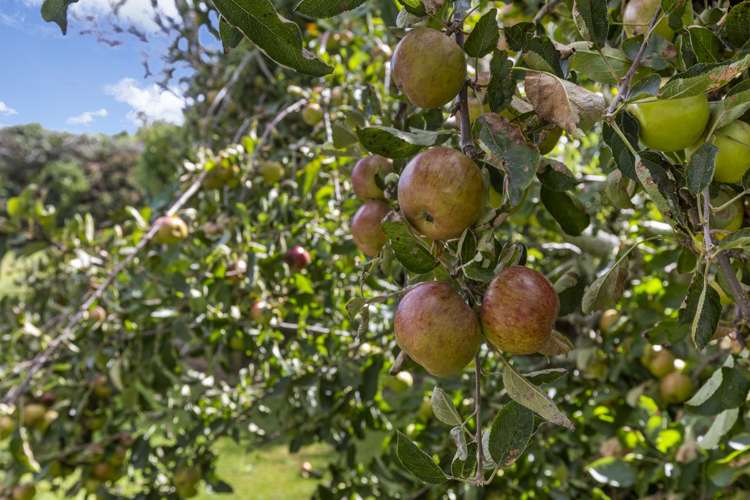 67 Brown Road Waitara_19