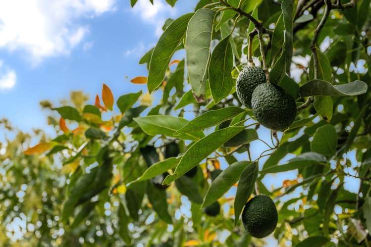 967 State Highway 14 Maungatapere_33