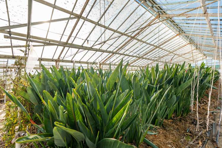 431 Fitzgerald Road Drury_11