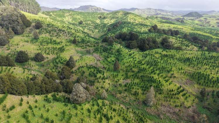 Waimatenui Road Waimatenui_4