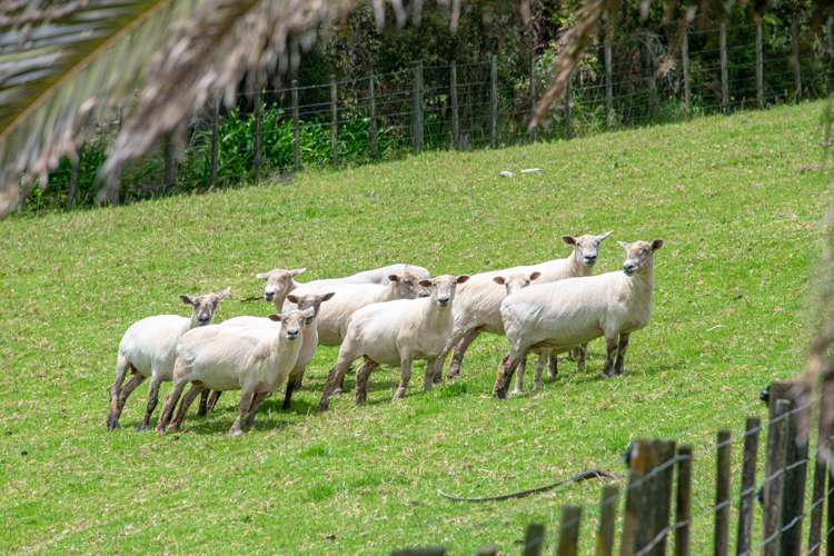 85 Jordan Road Kaukapakapa_9