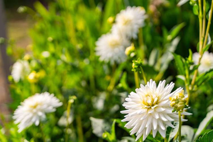 1 Pearl Street Mangawhai Heads_25