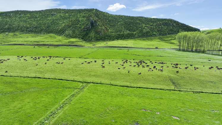 62 Rehi Road Ngakuru_4