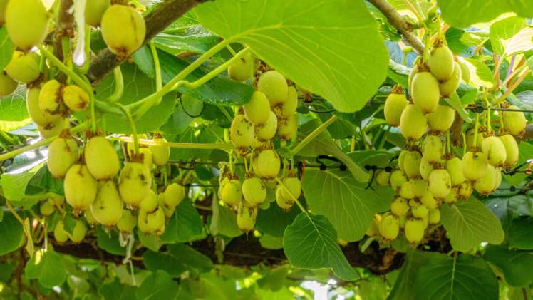 139 Borell Road Te Puna_3