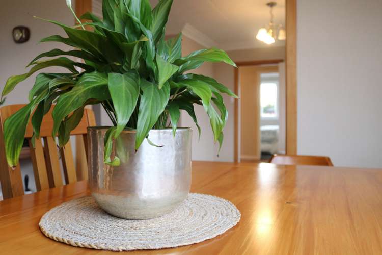 11 Talbot Place Hargest_20