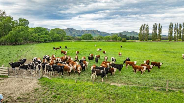 62 Waiau West Road Cheviot_10