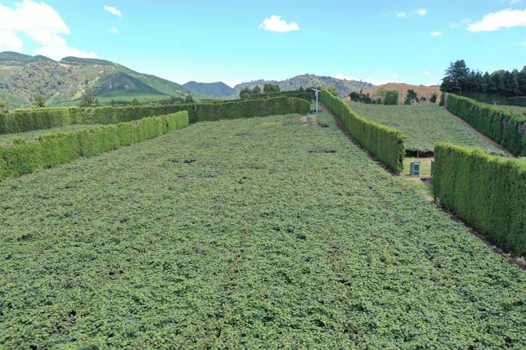 1335a No 3 Road Te Puke_5