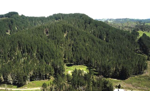 Mangahoe Forest - Mature Investment