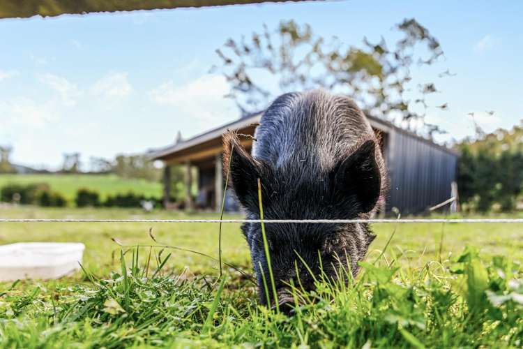 1149a Whangaripo Valley Road Whangaripo_23