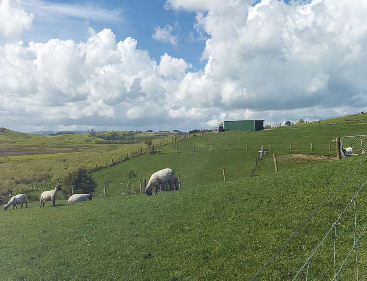 491 Morrison Road Pukekawa_12