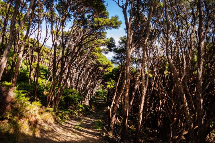 Lot 4 + 5 Te Aroha Bay, Otanerau Bay Marlborough Sounds_57