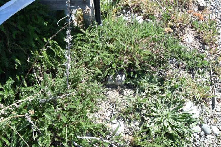 8 Unwin Place Twizel_8